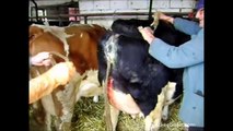 Hard Calving in Cow - Veterinarian Helps, Repositioning the Calf