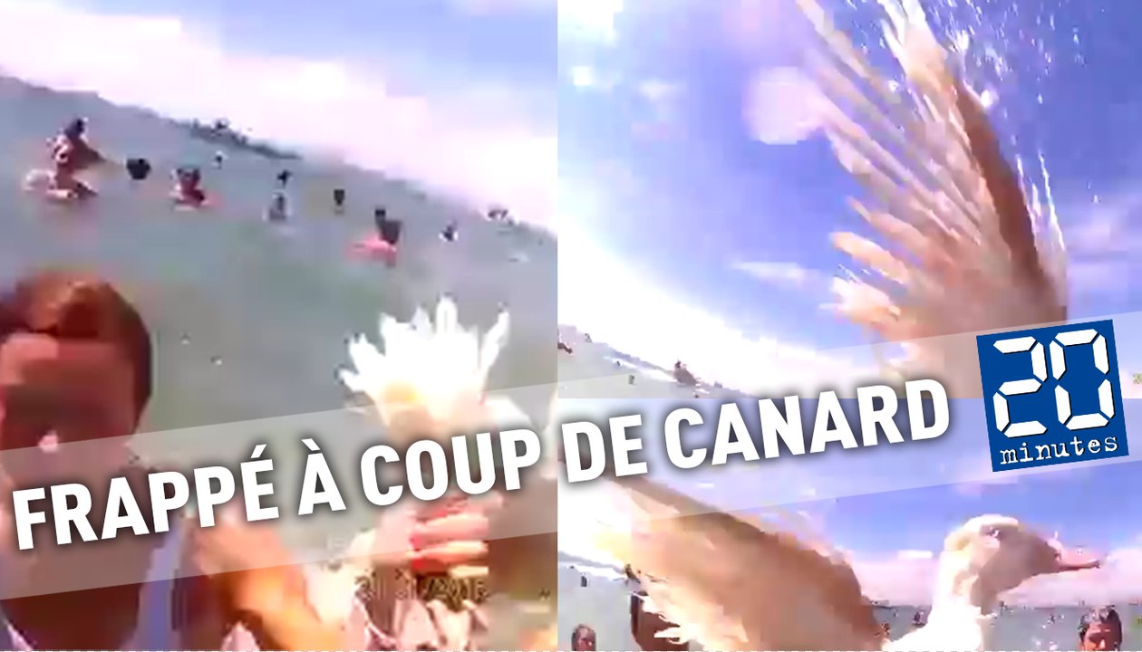 Un défenseur des animaux frappé à coups de canard