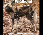 Wildhund Tiere Animals Natur SelMcKenzie Selzer-McKenzie