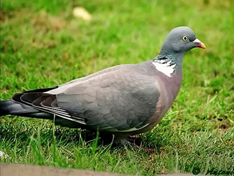 Cantos De Aves Europeas