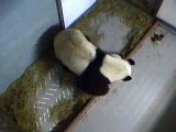 Mei Lan Hangs on to Lun Lun Nursing, As She Tries To Go