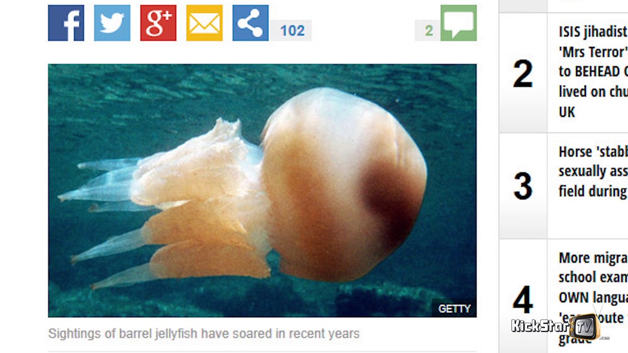 Les méduses suspectes aux yeux de The Express - Alex Taylor - KickStarTV - 20/08/2015