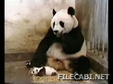 Sneezing panda meets tourettes guy