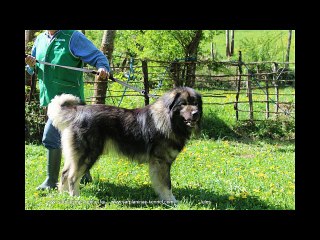 Sarplaninac - Kosovo Trip 2015. 05. 07-10. / Romai Mandula Kennel