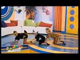 little girls dancing Romanian Children Romania TV show rumeni kids