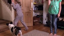French Bulldog jumping fail in slow motion