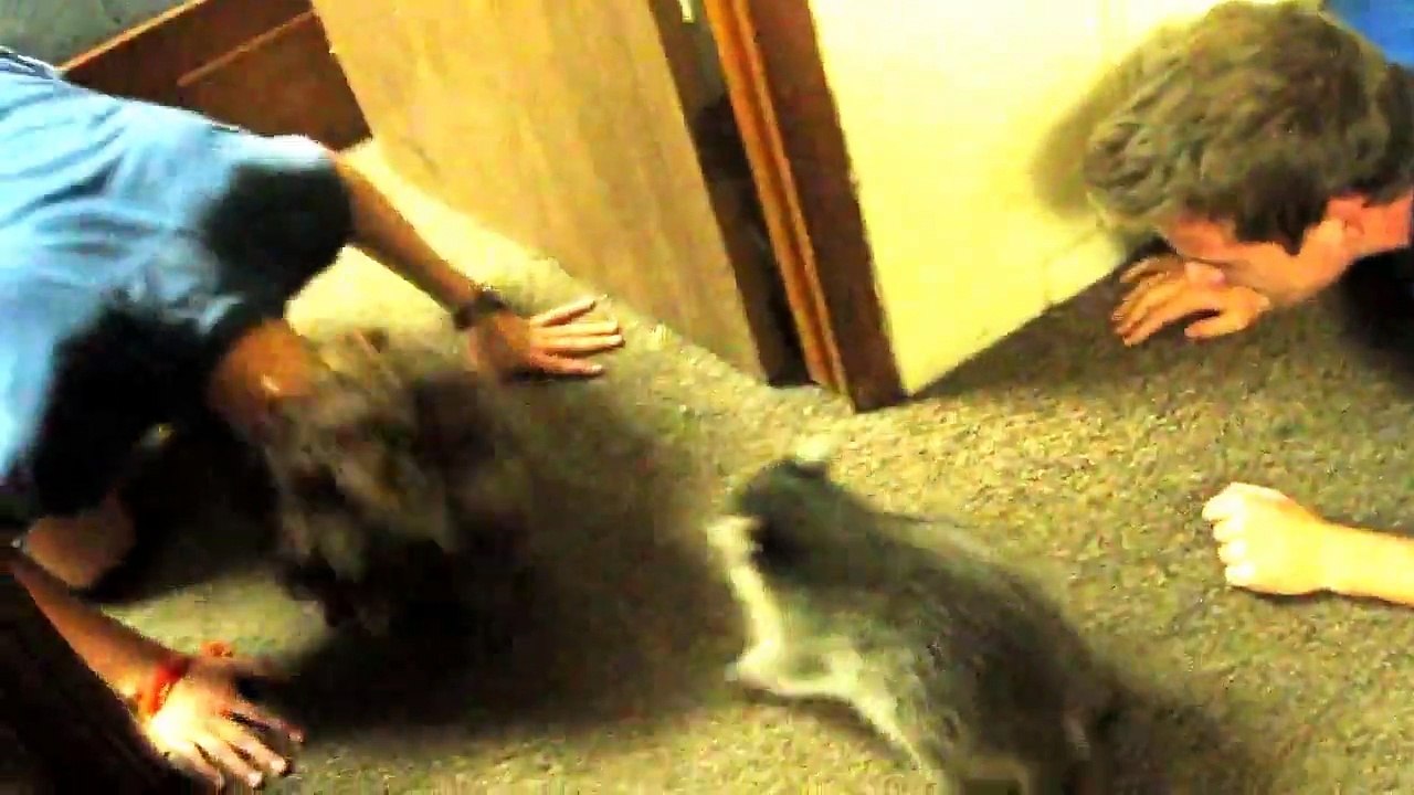 Un raton laveur apprivoisé trop mignon