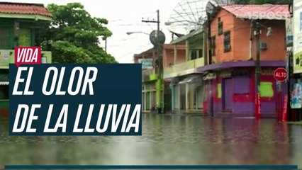 ¿De dónde viene el olor de la lluvia?