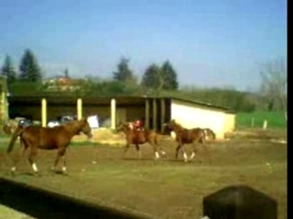 Les poulain 2