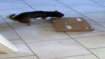 Chihuahua Hund Dog Bellt barks Karton Carton Crazy Funny