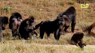 Les macaques de Tonkéan, moins de stress grâce à l'épouillage !