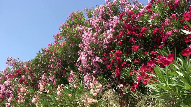 Languedoc Roussillon la station balnéaire de collioure