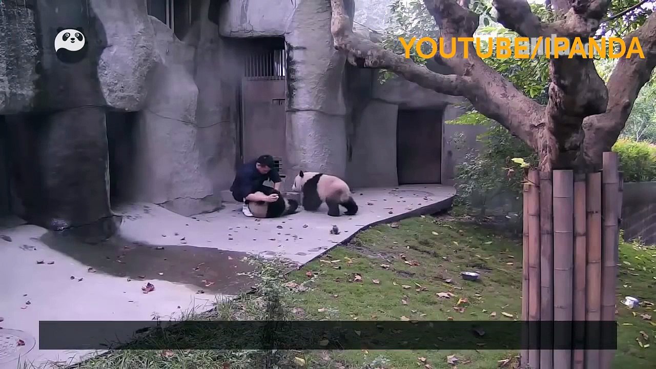Adorables y muy tercos cachorros panda