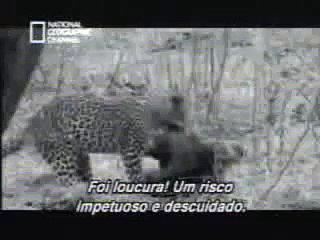 les animeaux et la vie