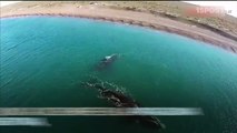 Apareamiento de las ballenas francas en la Patagonia Argentina