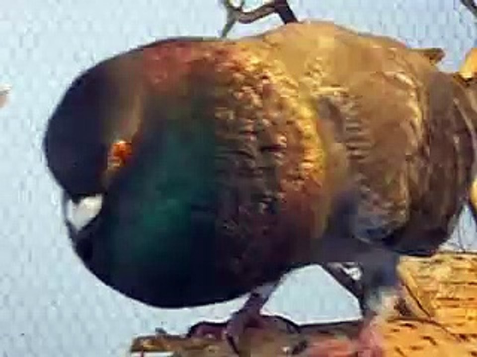 Amber Oaks Pigeon and Finches