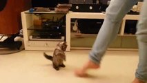 Tiny kitten adorably dances with her owner
