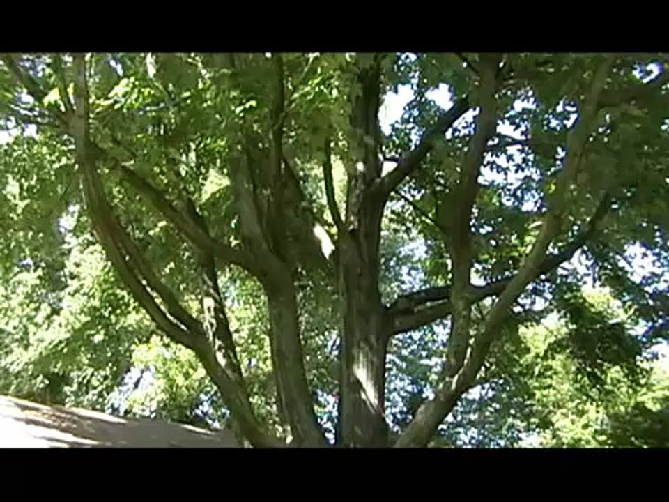 "The New Adventures of Winnie-the-Pooh" Theme Song