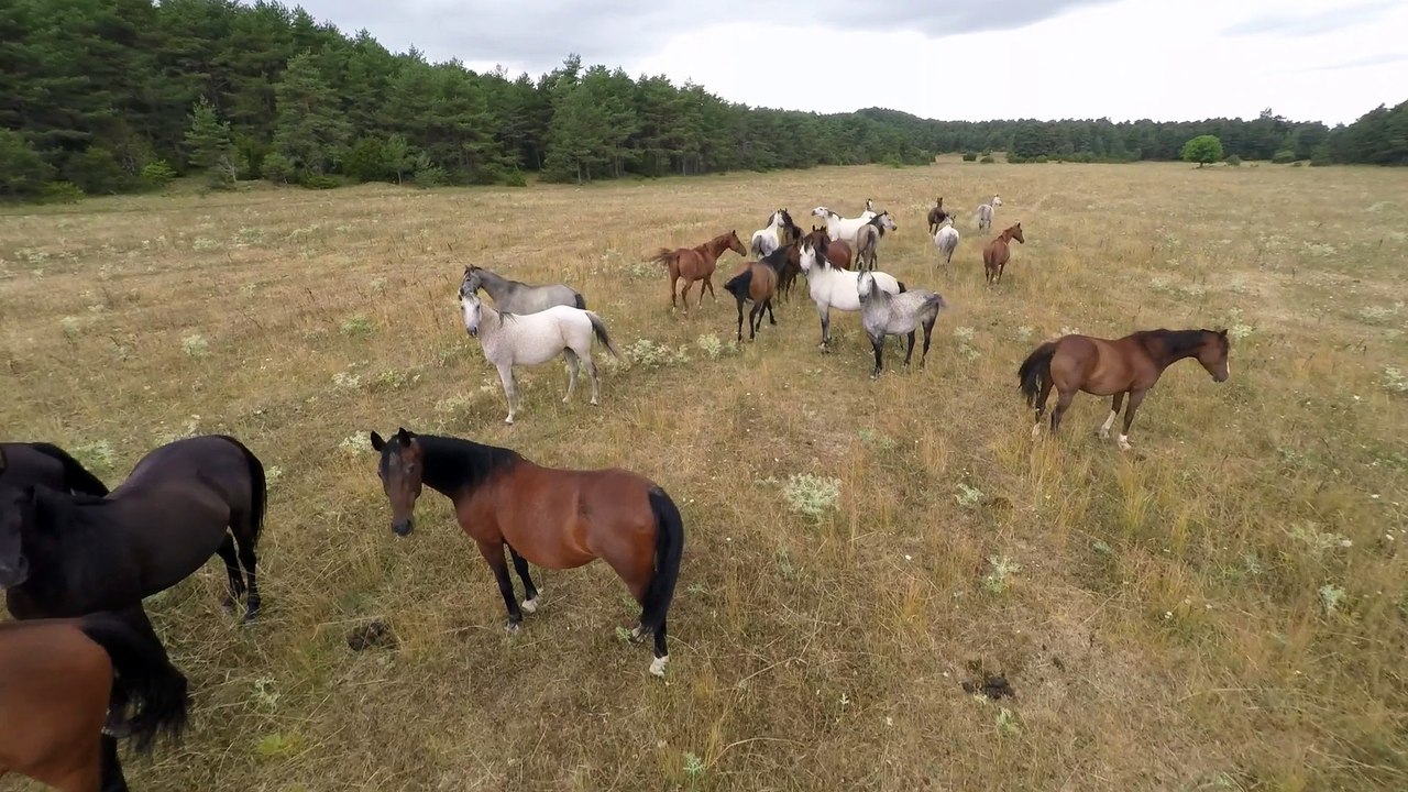 Horde de chevaux-Trailer 2015-4K