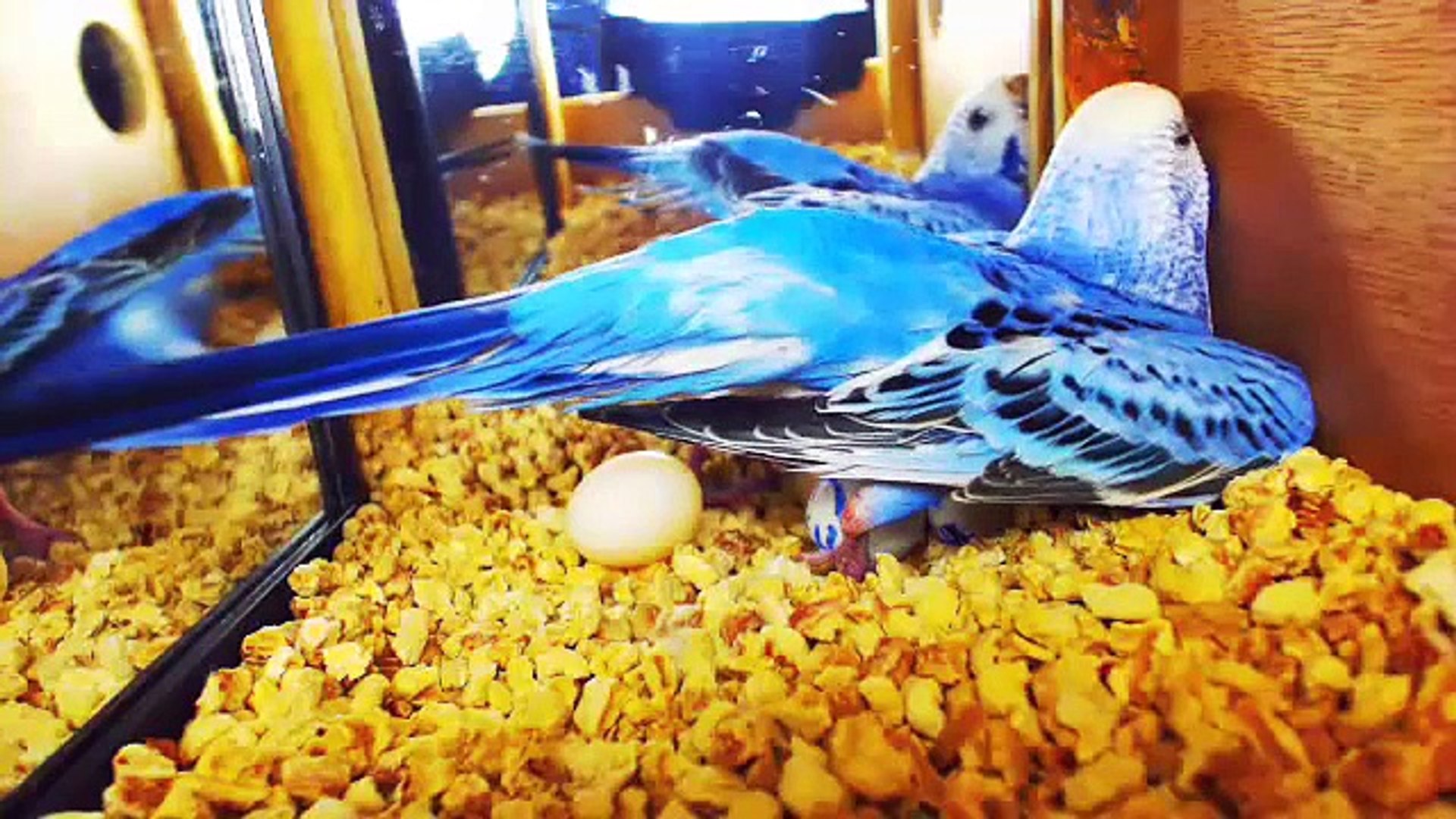 Parakeet Budgie Candi Laid # 7 Egg Oct 29th 2014 1:20PM