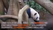 Dos pandas enamorados…muy enamorados