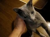 【ペット自慢動画】鳴き猫