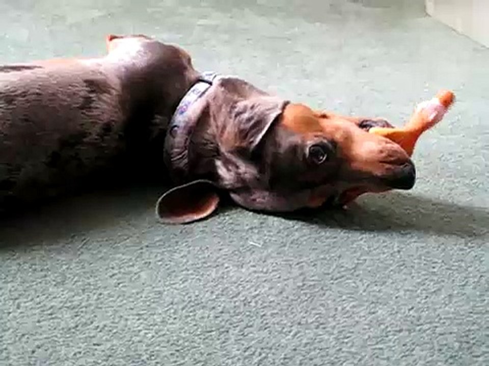 Dachshund Kills Chicken