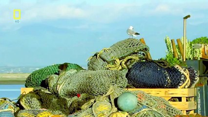 Amazing Creatures of the Deep Ocean