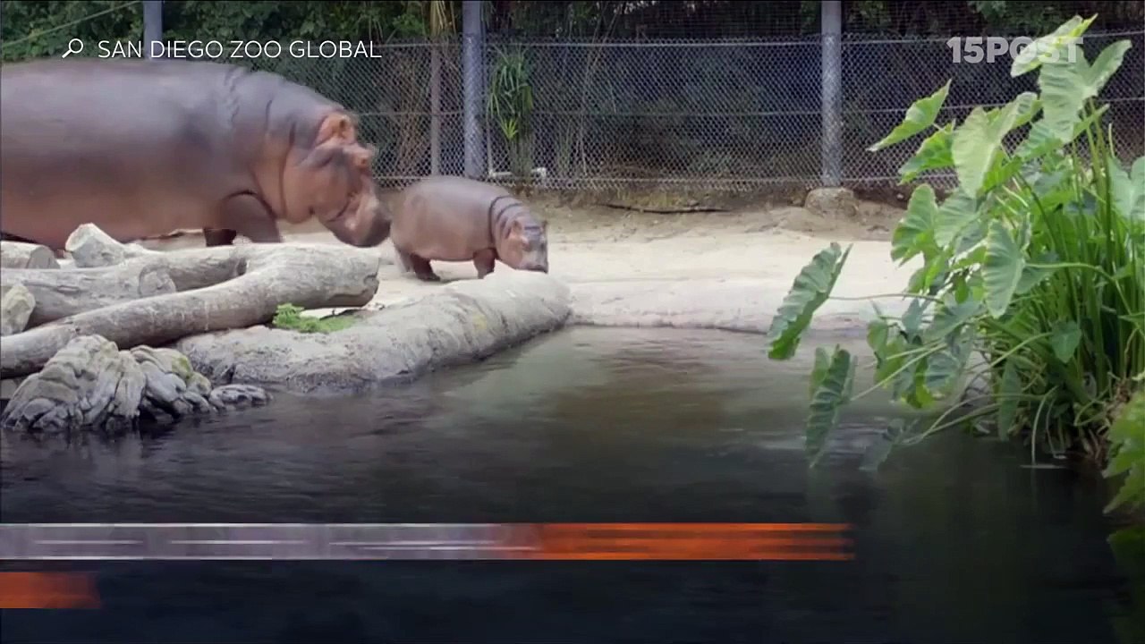 El primer chapuzón de Devi, el hipopótamo bebé del zoológico de San Diego