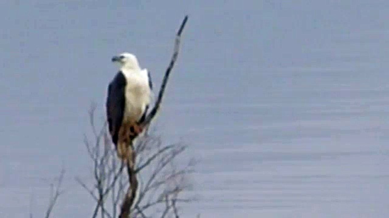 White Bellied Sea Eagle Call ( Haliaeetus leucogaster )