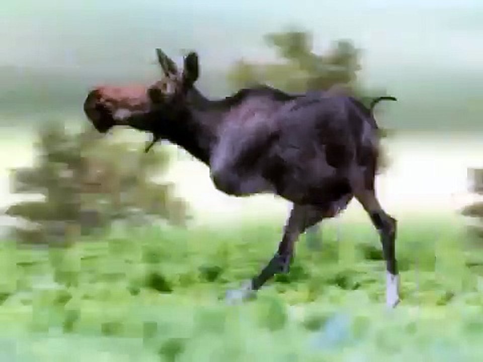 retarded moose