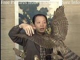 Chinese Flower Bird paintings (Part 2/3000) - Eagle Anatomy