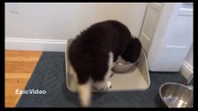 funny dog
