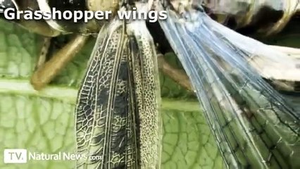 Insects Under The Microscope HD