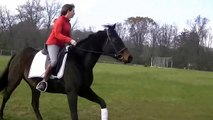 Indy doing a little Dressage- 4yo mare for sale.