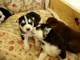 2 Week Old Siberian Husky Puppies Playing