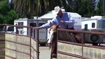 Reined Cow Horse - Cutting Horse For Sale