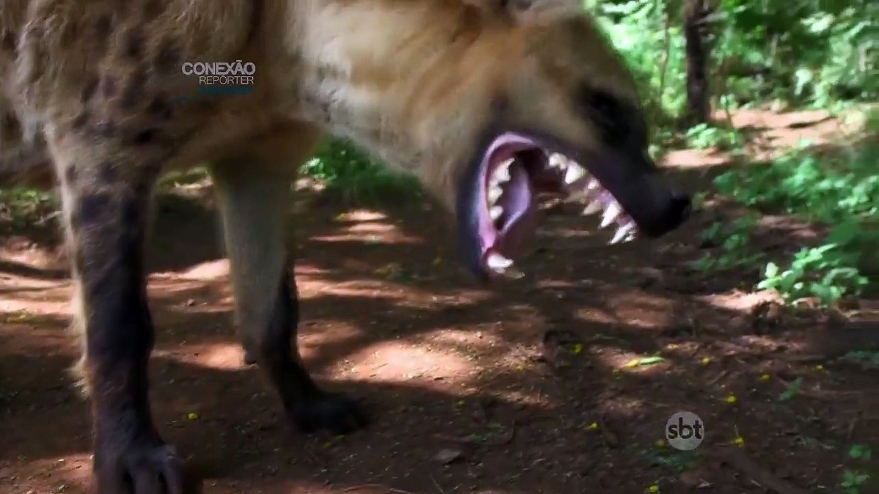 CONEXÃO REPÓRTER - O Encantador de Leões - 26-07-2015 PARTE ÚNICA Online Completo Íntegra 26/07/2015 HD 720p