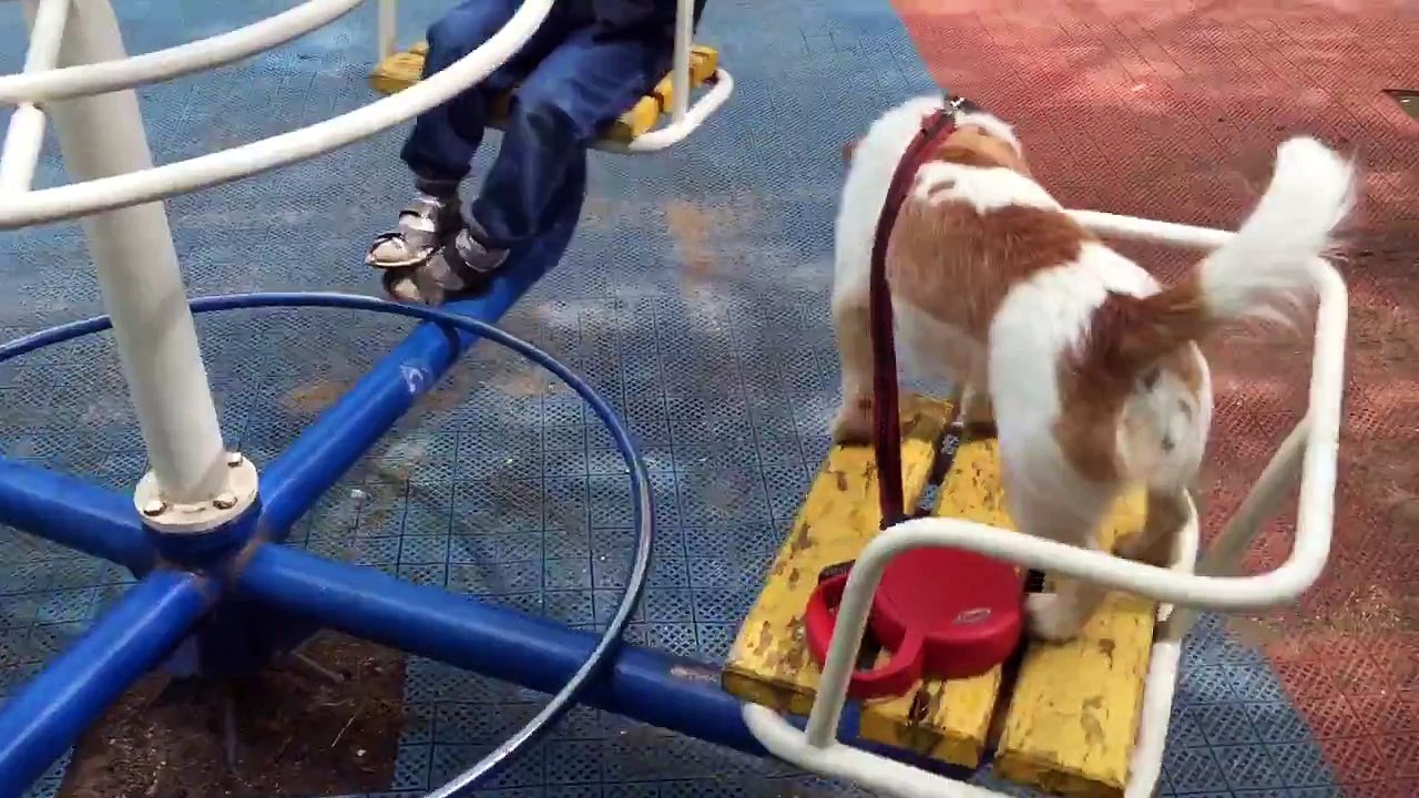 Dog casually enjoys ride on a carousel
