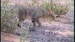 Southern African Mammals: African Wild Cat (Felis Silvestris lybica)