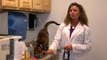 How to Bathe Kittens With Fleas : Cat Health Care & Behavior