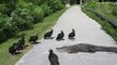 Cheeky Vultures teasing Alligator