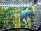 INDIAN RINGNECK PARROTS AMAZING SHOW OFFS IN PLAYING/BATHING IN THE RAIN