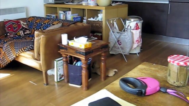 Coco (6month) and Laila (12 weeks) puppies playing together