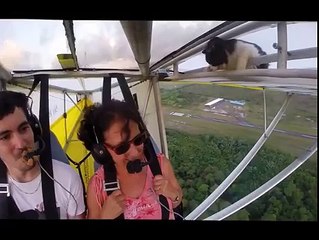 Adrenaline Cat loves a good rush