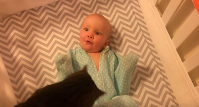Bébé adore le chat