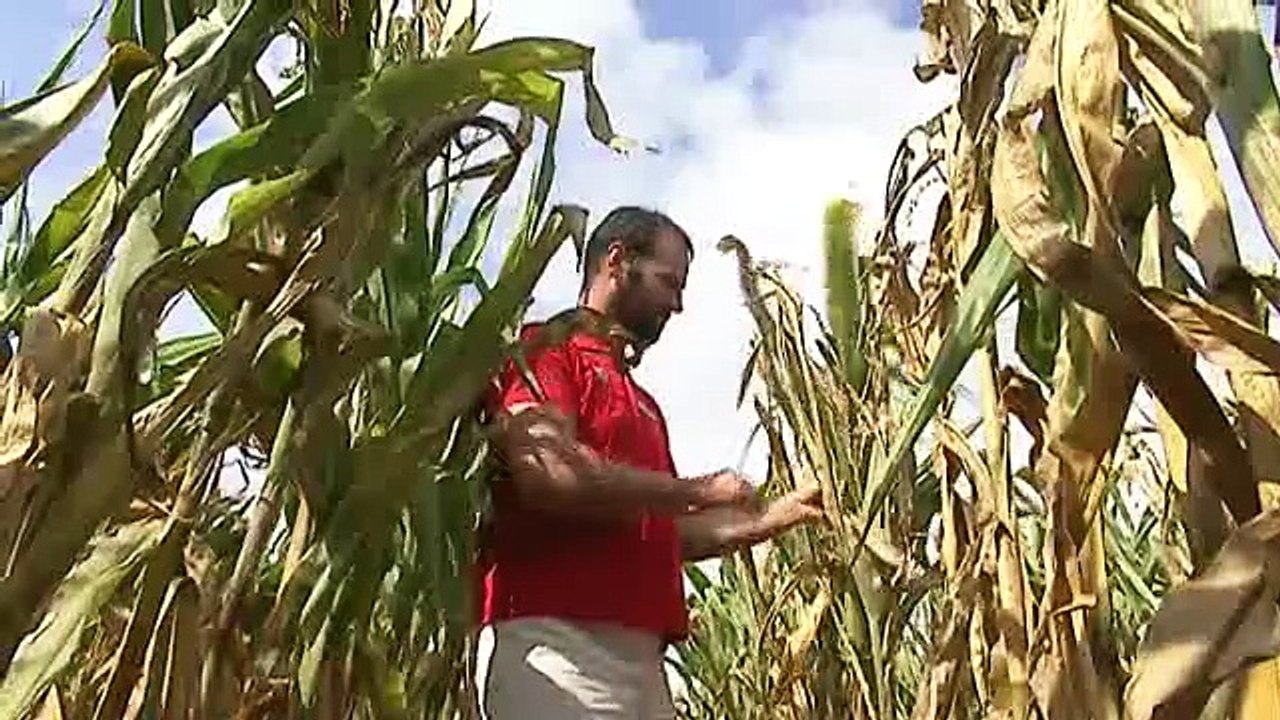 REPORTAGE - La récolte de maïs s'annonce mauvaise en Auvergne