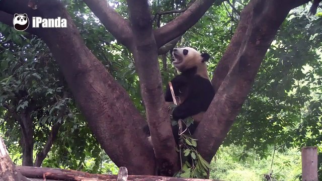 The Embarrassing Moment Tree Branches Plug a Panda's Teeth