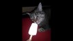 Chat trop marrant mange une glace