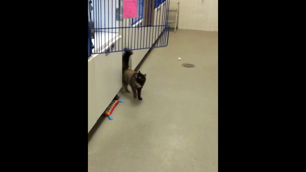 Chat en galère sur un sol ciré... ça glisse